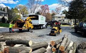 Trusted Knox, PA  Tree Services Experts