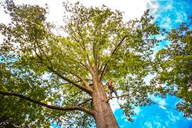 Why Choose Our Tree Removal Services in Knox, PA?