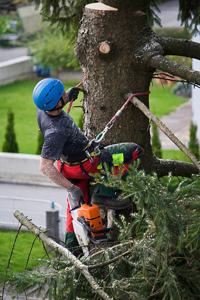 Best Hazardous Tree Removal  in Knox, PA